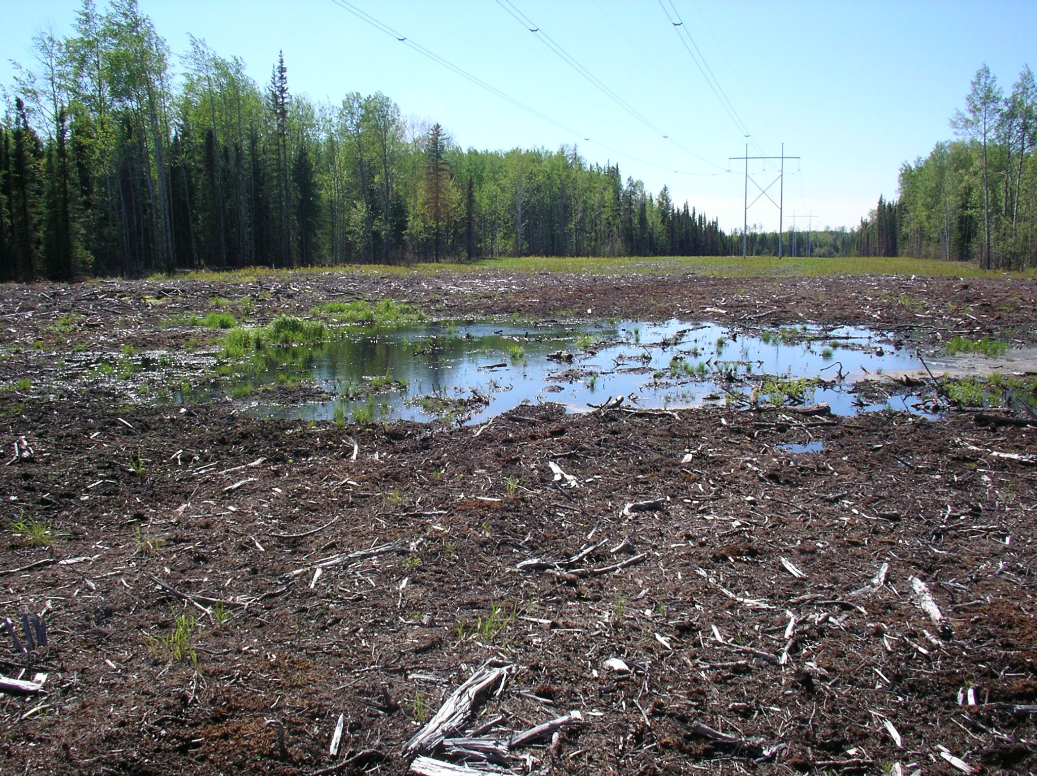 11   Boreal   small breeding pond 2005 05 27